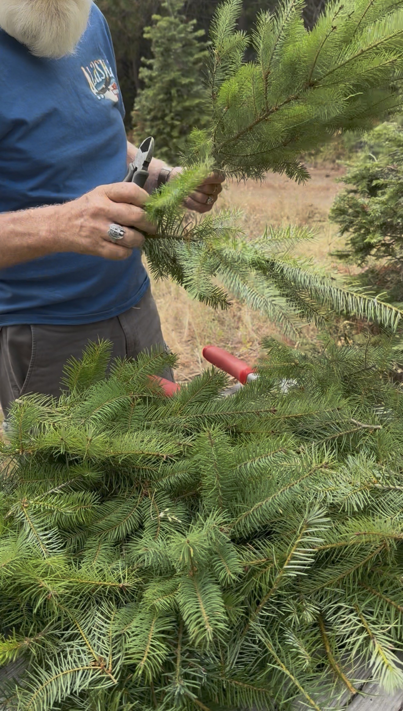 Boughs cut by hand with pruners at Miller&rsquo;s Family Farm