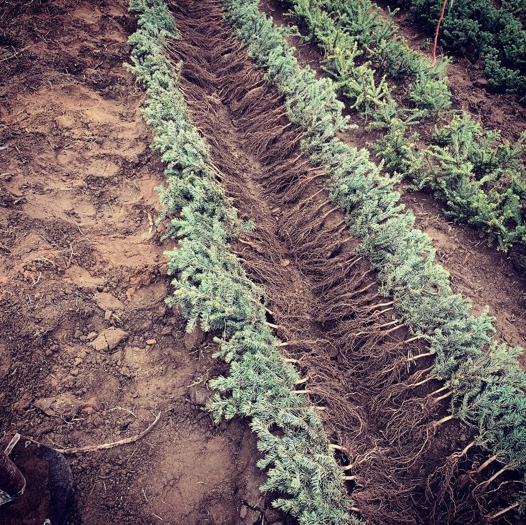 Bare-root seedlings heeled into a trench at Miller&rsquo;s Family Farm